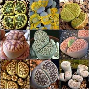 Lithops Mixed Species Seeds - Stoneplants Indigenous Endemic Succulent Mesemb