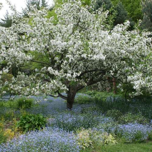 Malus sargentii Seeds - Sargent Crabapple - Exotic Frost Hardy Flowering Shrub, NEW