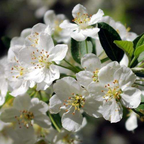 Malus sargentii Seeds - Sargent Crabapple - Exotic Frost Hardy Flowering Shrub, NEW