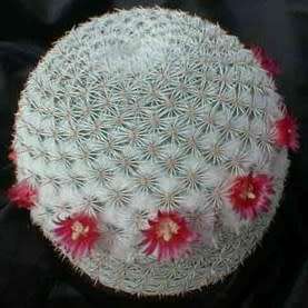 Mammillaria elegans Seeds - Verified Seller - Exotic Succulent Cactus