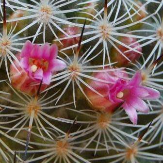 Mammillaria elegans Seeds - Verified Seller - Exotic Succulent Cactus