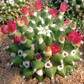 Mammillaria gigantea Seeds - Verified Seller - Exotic Succulent Cactus -Combined Ship Free Insurance