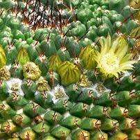 Mammillaria gigantea Seeds - Verified Seller - Exotic Succulent Cactus -Combined Ship Free Insurance