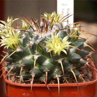 Mammillaria gigantea Seeds - Verified Seller - Exotic Succulent Cactus -Combined Ship Free Insurance