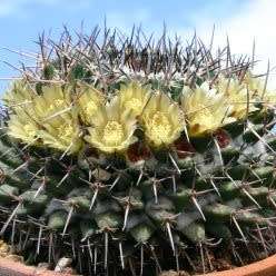 Mammillaria gigantea Seeds - Verified Seller - Exotic Succulent Cactus -Combined Ship Free Insurance