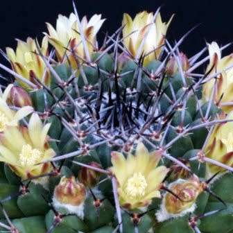 Mammillaria gigantea Seeds - Verified Seller - Exotic Succulent Cactus -Combined Ship Free Insurance