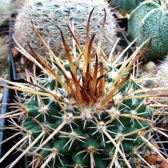 Mammillaria gigantea Seeds - Verified Seller - Exotic Succulent Cactus -Combined Ship Free Insurance