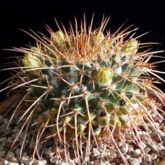 Mammillaria gigantea Seeds - Verified Seller - Exotic Succulent Cactus -Combined Ship Free Insurance