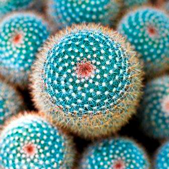 Mammillaria parkinsonii Seeds - Exotic Succulent Cactus - Combined Worldwide Shipping