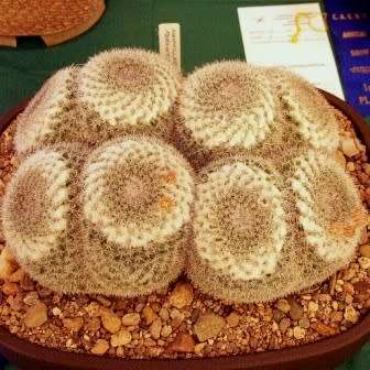 Mammillaria parkinsonii Seeds - Exotic Succulent Cactus - Combined Worldwide Shipping
