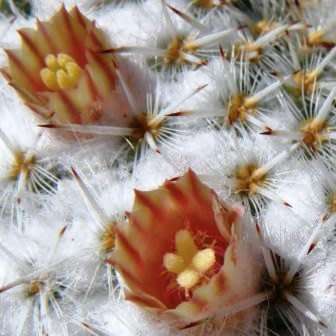 Mammillaria parkinsonii Seeds - Exotic Succulent Cactus - Combined Worldwide Shipping