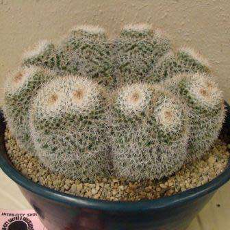 Mammillaria parkinsonii Seeds - Exotic Succulent Cactus - Combined Worldwide Shipping