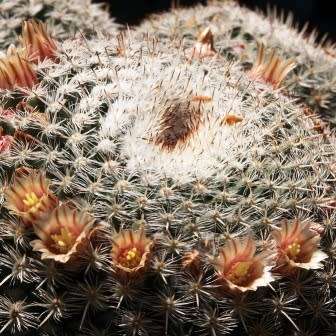Mammillaria parkinsonii Seeds - Exotic Succulent Cactus - Combined Worldwide Shipping