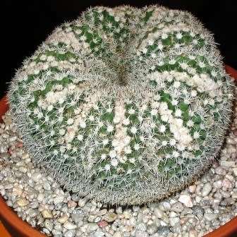 Mammillaria parkinsonii Seeds - Exotic Succulent Cactus - Combined Worldwide Shipping