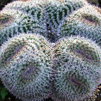 Mammillaria parkinsonii Seeds - Exotic Succulent Cactus - Combined Worldwide Shipping