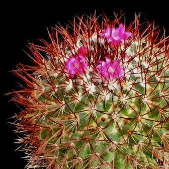 Mammillaria rhodantha var. rubrum Seeds - Verified Seller - Exotic Succulent Cactus - Combined Ship