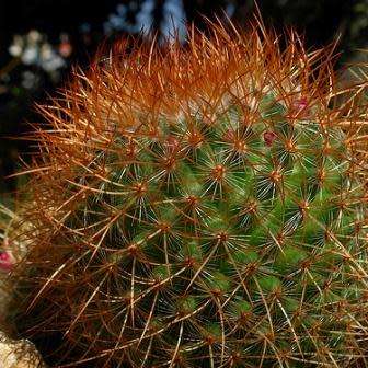 Mammillaria rhodantha var. rubrum Seeds - Verified Seller - Exotic Succulent Cactus - Combined Ship