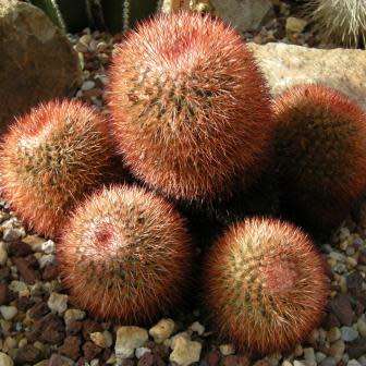 Mammillaria rhodantha var. rubrum Seeds - Verified Seller - Exotic Succulent Cactus - Combined Ship