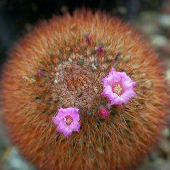 Mammillaria rhodantha var. rubrum Seeds - Verified Seller - Exotic Succulent Cactus - Combined Ship