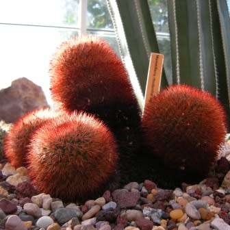 Mammillaria rhodantha var. rubrum Seeds - Verified Seller - Exotic Succulent Cactus - Combined Ship
