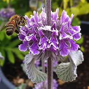 Marrubium supinum Seeds - Buy Seeds in South Africa - Combined Worldwide Shipping
