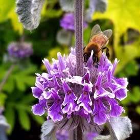 Marrubium supinum Seeds - Buy Seeds in South Africa - Combined Worldwide Shipping