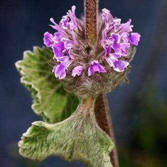 Marrubium supinum Seeds - Buy Seeds in South Africa - Combined Worldwide Shipping