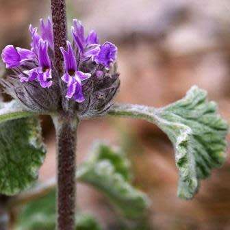 Marrubium supinum Seeds - Buy Seeds in South Africa - Combined Worldwide Shipping