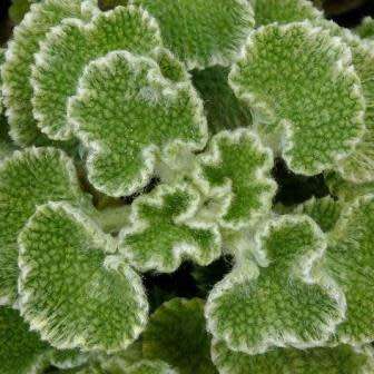 Marrubium supinum Seeds - Buy Seeds in South Africa - Combined Worldwide Shipping
