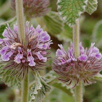 Marrubium supinum Seeds - Buy Seeds in South Africa - Combined Worldwide Shipping