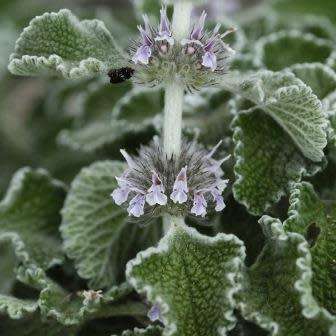 Marrubium supinum Seeds - Buy Seeds in South Africa - Combined Worldwide Shipping