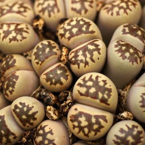 Lithops doretheae Seeds - Flowering Stones Inheems Indigenous Endemic Succulent Mesemb - NEW