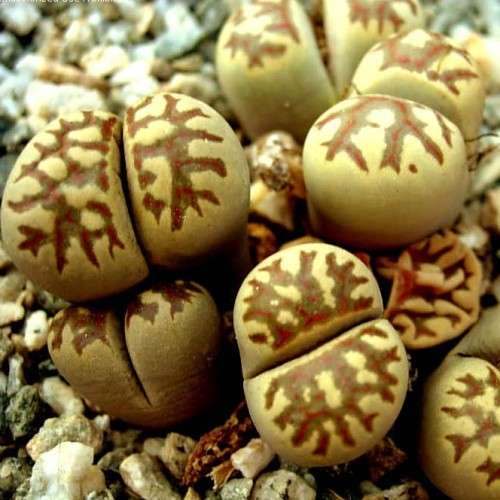 Lithops doretheae Seeds - Flowering Stones Inheems Indigenous Endemic Succulent Mesemb - NEW
