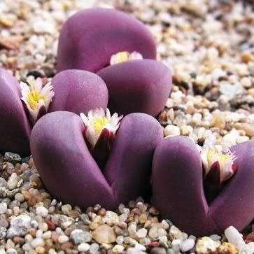 Lithops optica var rubra Seeds - Stoneplants Rare Indigenous Succulent Mesemb - NEW