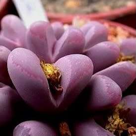 Lithops optica var rubra Seeds - Stoneplants Rare Indigenous Succulent Mesemb - NEW