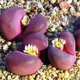 Lithops optica var rubra Seeds - Stoneplants Rare Indigenous Succulent Mesemb - NEW