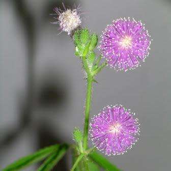 Sensitive Plant, Touch Me Not Seeds - Mimosa pudica - Curiosity - Shrub - Worldwide Shipping
