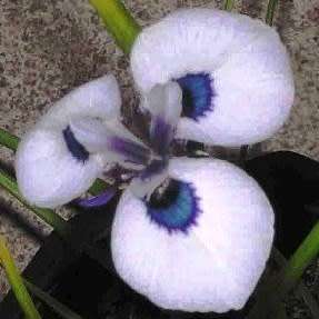 Moraea aristata Seeds - Indigenous Endemic Perennial Bulb Seeds for Sale in South Africa