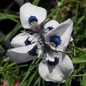 Moraea aristata Seeds - Indigenous Endemic Perennial Bulb Seeds for Sale in South Africa