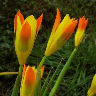 Moraea elegans Seeds - Rare Indigenous Endemic Perennial Bulb - Combined Global Shipping