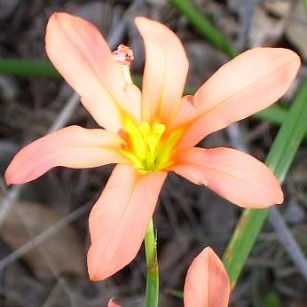 Moraea flaccida Seeds - Indigenous South African Endemic Perennial Bulb - Combined Global Shipping