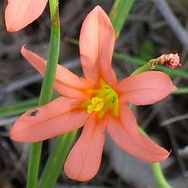 Moraea flaccida Seeds - Indigenous South African Endemic Perennial Bulb - Combined Global Shipping