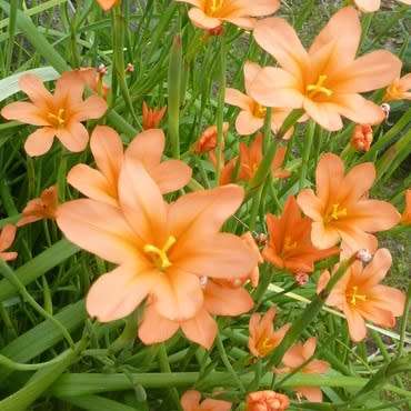 Moraea flaccida Seeds - Indigenous South African Endemic Perennial Bulb - Combined Global Shipping