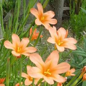 Moraea flaccida Seeds - Indigenous South African Endemic Perennial Bulb - Combined Global Shipping