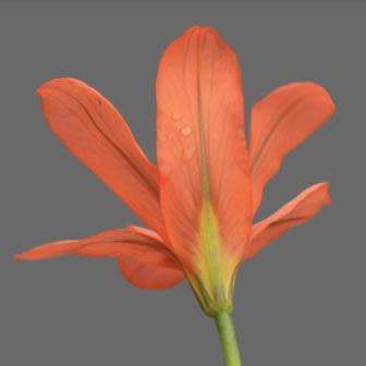 Moraea flaccida Seeds - Indigenous South African Endemic Perennial Bulb - Combined Global Shipping