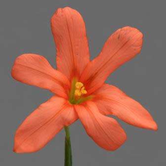 Moraea flaccida Seeds - Indigenous South African Endemic Perennial Bulb - Combined Global Shipping
