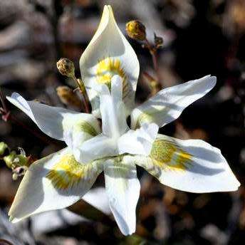 Moraea fugax Seeds - Indigenous Endemic Edible Perennial Bulb - Combined Global Shipping