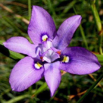 Moraea inclinata Seeds - South African Indigenous Perennial Bulb - Combined Global Shipping