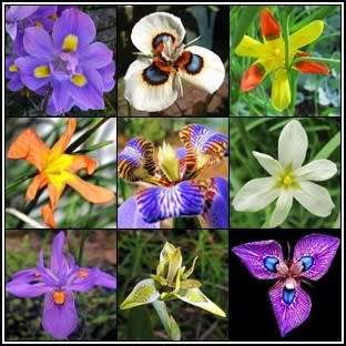 Moraea Mixed Species Seeds - Indigenous South African Native Perennial Bulb - Global Shipping