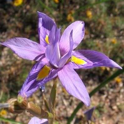 Moraea polystachya Seeds - South African Indigenous Perennial Bulb - Combined Global Shipping